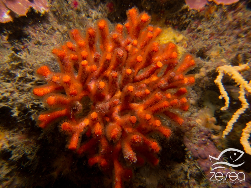 Myriapora-truncata.jpg - Myriapora truncata. Le faux-corail est une espèce coloniale en forme de buisson que l'on trouve dans les zones à l'abris de la lumière.