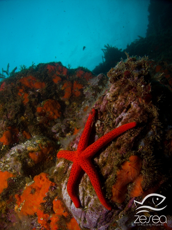 Echinaster-sepositus.jpg - Echinaster sepositus. C'est l'étoile de mer rouge de Méditerranée, la plus commune des astéridés. On la trouve en général sur les rochers où elle se nourrit de détritus organiques. Cependant, on peut la voir aussi dans les herbiers de posidonie.