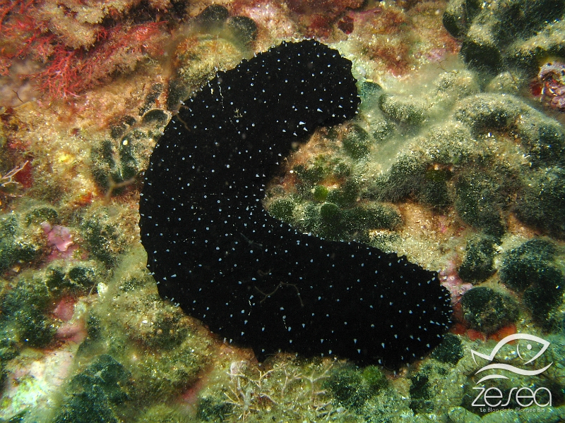 Holothuria-forskali.jpg - Holothuria forskali. L'holothurie noire se rencontre sur des fonds rocheux ou sableux, et a la capacité d'expulser des filaments defensifs blancs, appelés tubes de cuvier.