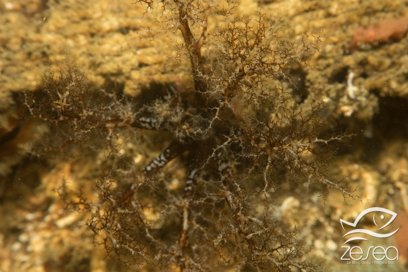 Leche-doigts-de-plancus.jpg - Ocnus planci. Le lèche-doigts de Plancus est une holothurie un peu particulière et relativement rare en Méditerranée, sauf dans les étangs côtiers comme ici dans l'étang de Thau. Elle vit enfouie dans le substrat et les tentacules buccaux arborescents se chargent de capter la nourriture pour l'apporter jusqu'à la bouche.