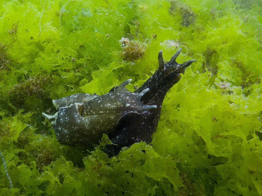 Aplysia-delipans.jpg - Aplysia delipans - Ordre des anaspidés. Le lièvre de mer, plus grand qu' A. punctata, se rencontre au milieu des algues qu'il broute. On les voit ici se reproduisant. Ils peuvent aussi se reproduire à plusieurs individus, en chapelet.