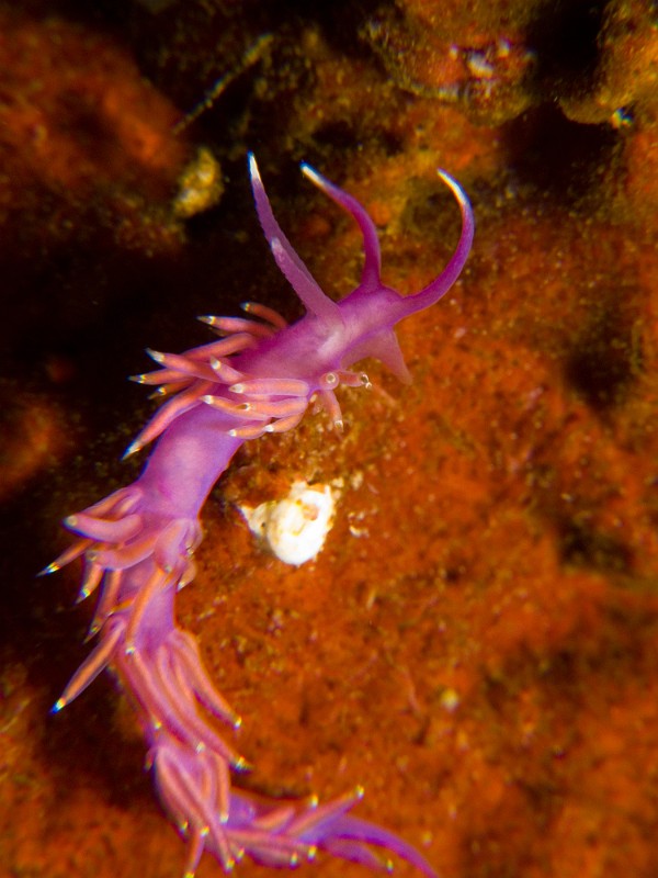 Flabellina-pedata.jpg - Flabellina pedata - Ordre des nudibranches. La Coryphelle mauve est une espèce que l'on rencontre en particuliers dans le coralligène, où elle se nourrit d'hydraires. Elle peut mesurer jusqu'à 2 ou 3 cm. Comparée aux autres flabellines, ses rhinophores ne sont pas lamellés ou très peu.