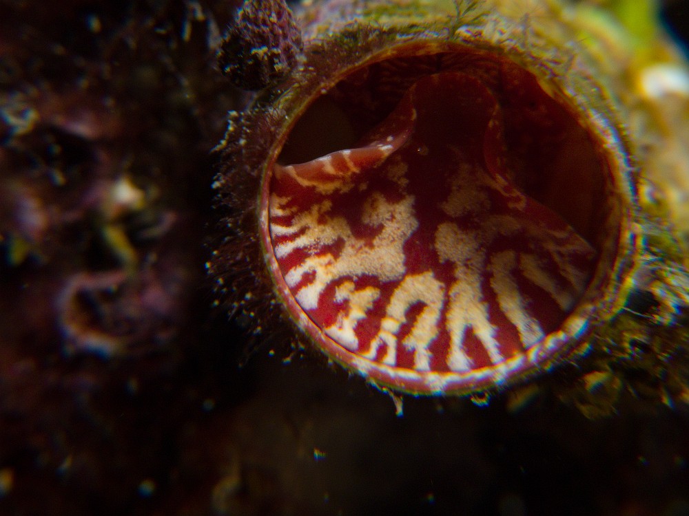 Grand-vermet.jpg - Serpulorbis arenarius. Le grand vermet est bien un mollusque, dont la coquille est fixée sur de la roche, sur des algues calcaires, dans les petits fonds, le coralligène ou plus profond. Il secrète un mucus qui va emprisonner du plancton dont il va se nourrir.
