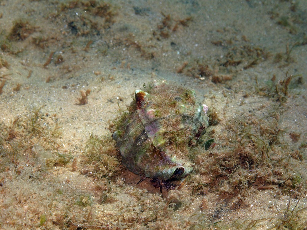 Hexaplex-trunculus.jpg - Hexaplex trunculus. Le murex tuberculé est plutôt commun dans nos eaux méditerranéennes, sur les fonds rocheux essentiellement, mais aussi sur le sable et les herbiers. Il se nourrit essentiellement d'autres mollusques, dont il perce là coquille pour y injecter un liquide qui va tuer et liquéfier le corps de sa proie avant de l'aspirer.
