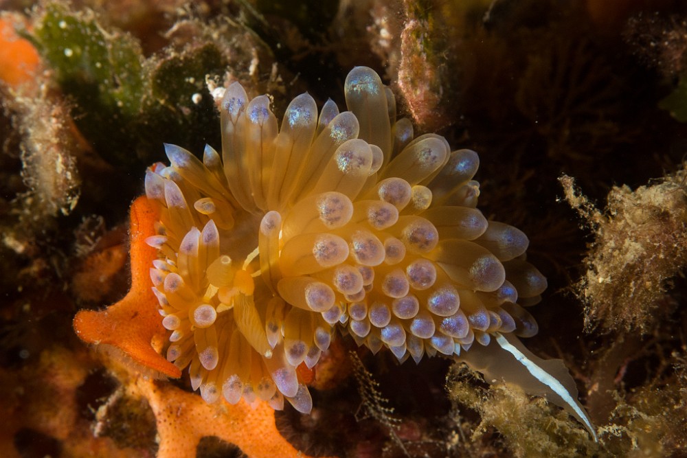 Janolus-cristatus.jpg - Antiopelle - Janolus cristatus. Voici un des plus beaux nudibranches de nos eaux méditerranéennes. L'Antiopelle se rencontre souvent sur les tombants rocheux plutôt à l'abri de la lumière. C'est un nudibranche qui peut mesurer plusieurs centimètres de longueurs, parfois jusqu'à 7 ou 8 centimètres. Les extensions que l'on trouve sur son corps s'appellent des cérates.