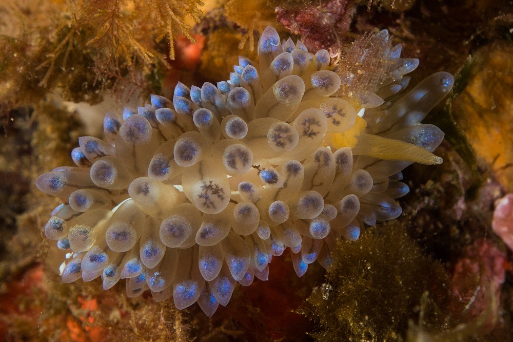 antiopelle.jpg - Janolus cristatus. Voici un des plus beaux nudibranches de nos eaux méditerranéennes: l'Antiopelle. Il se rencontre souvent sur les tombants rocheux plutôt à l'abri de la lumière. C'est un nudibranche qui peut mesurer plusieurs centimètres de longueurs, parfois jusqu'à 7 ou 8 centimètres. Les extensions que l'on trouve sur son corps s'appellent des cérates.