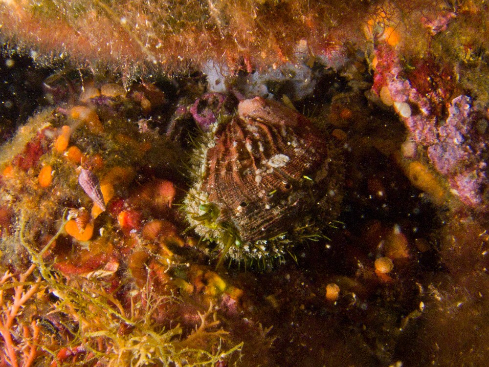 ormeau.jpg - Haliotis tuberculata lamellosa. L'ormeau méditerranéen, aussi appelé "oreille de mer" à cause de sa forme, est un gastéropode que l'on peut trouver caché sous les pierres où il se réfugit. Sa nourriture est composée essentiellement d'algues. 