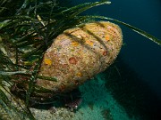BIVALVES