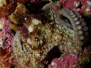 CEPHALOPODES