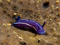 GASTROPODES