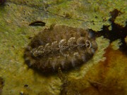 POLYPLACOPHORES