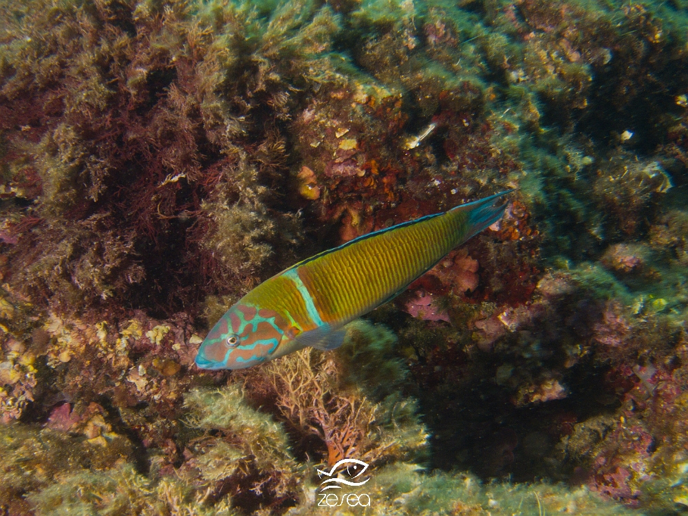 Beaucoup De Poissons Site De Rencontres