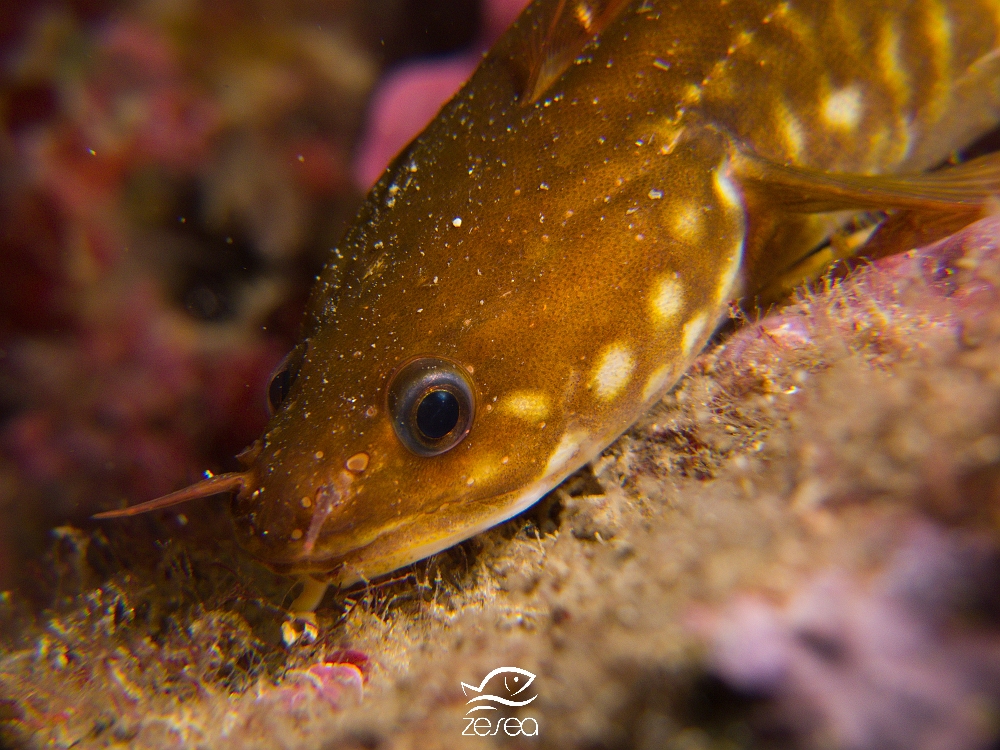 Classification des animaux marins de Méditerranée/Les POISSONS de
