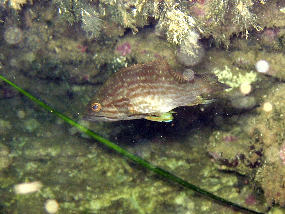 rencontre poisson