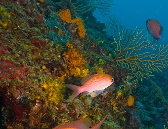Anthias-anthias