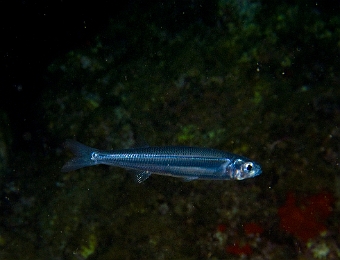 Atherina-hepsetus