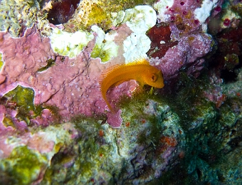 Blennie-pilicorne-jaune