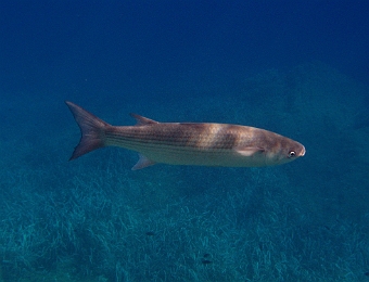 Chelon-labrosus