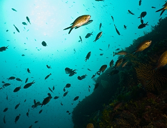 Chromis-chromis