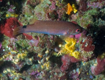 Ctenolabrus-rupestris