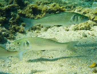 Dicentrarchus-labrax