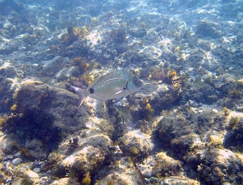 Diplodus-annularis