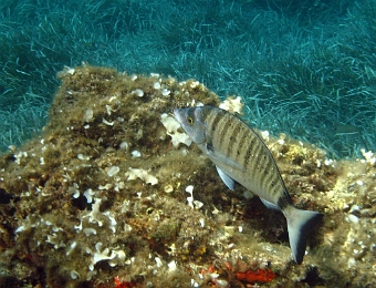 Diplodus-puntazzo