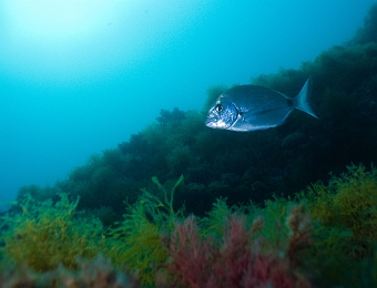 Diplodus-sargus