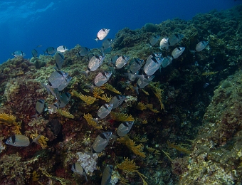 Diplodus-vulgaris