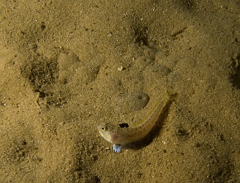Echiichthys-vipera