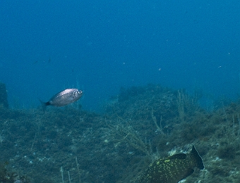 Epinephelus-marginatus