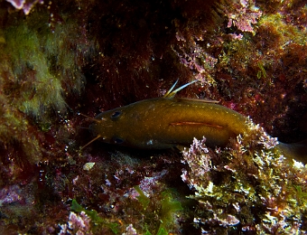 Gaidropsarus-mediterraneus