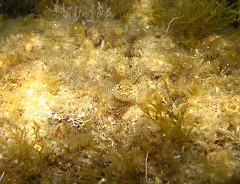 Gobius-bucchichi