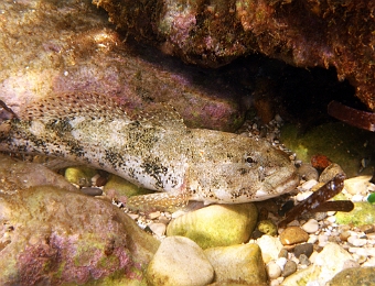Gobius-cobitis
