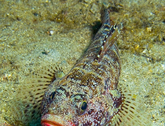 Gobius-cruentatus