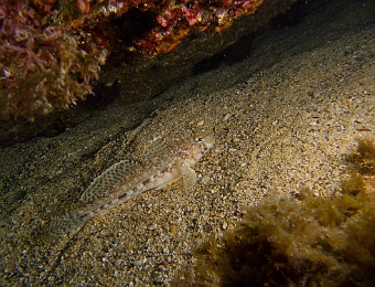 Gobius-geniporus