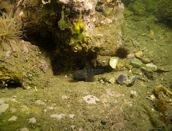 Gobius-niger