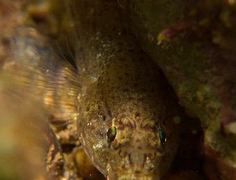 Gobius-xanthocephalus