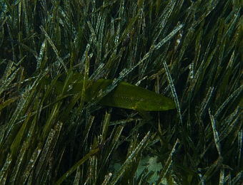 Labre-vert