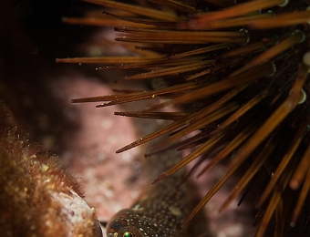 Lepadogaster-candolii