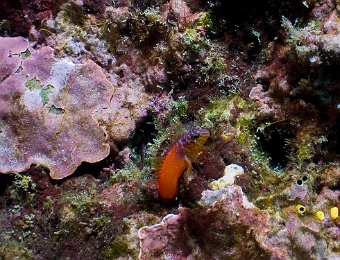 Lipophrys-nigriceps