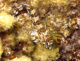 Lipophrys-trigloides