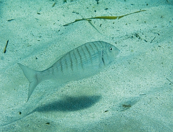 Lithognathus-mormyrus