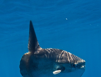 Mola-mola
