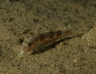 Mullus-barbatus