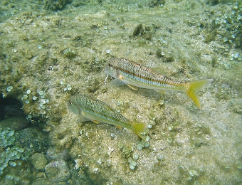 Mullus-surmuletus