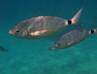 Oblada-melanura