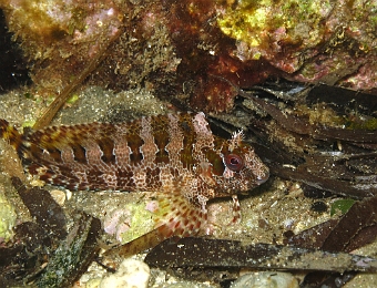 Parablennius-gattorugine