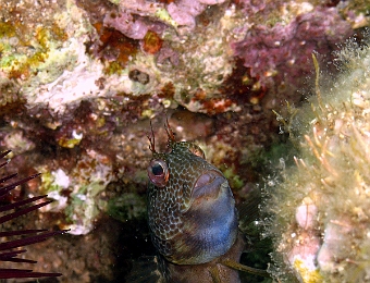Parablennius-pilicornis