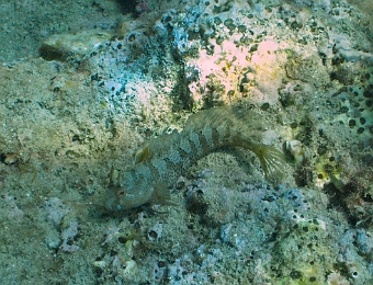 Parablennius-tentacularis